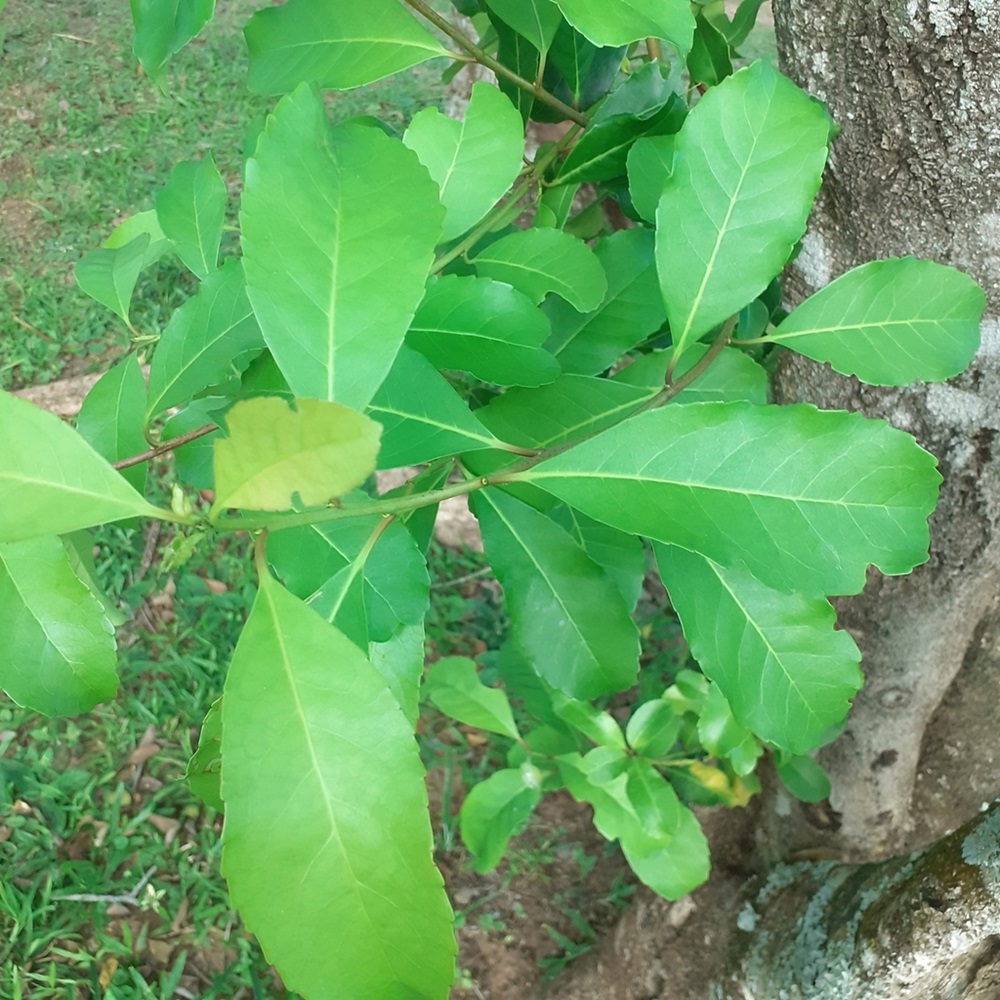 Folhas verdes, em destaque, com bordas serrilhadas e textura brilhante, capturadas em ambiente natural.