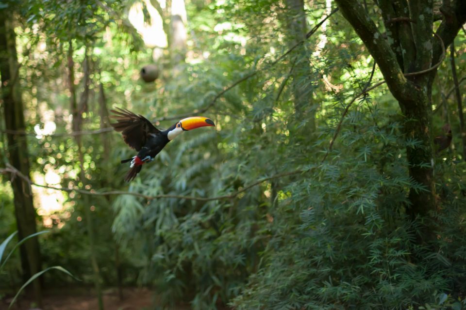 O destino da Mata Atlântica