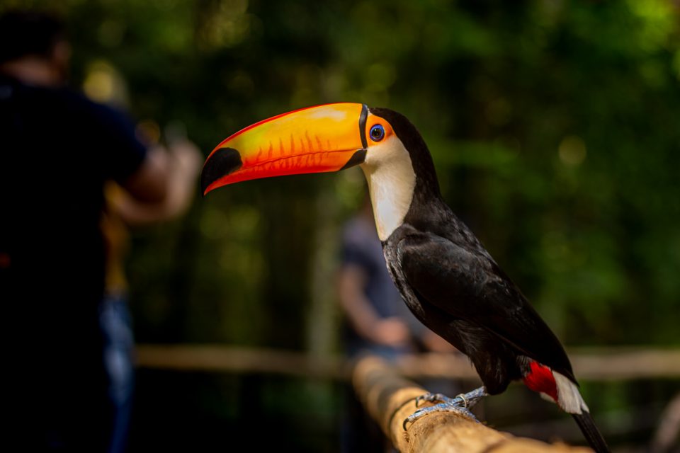 Conheça 8 momentos históricos do Parque das Aves