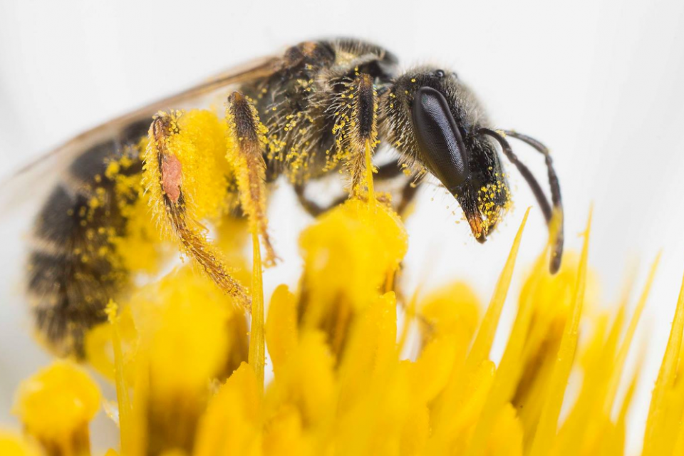 Conheça 4 maneiras de salvar as abelhas