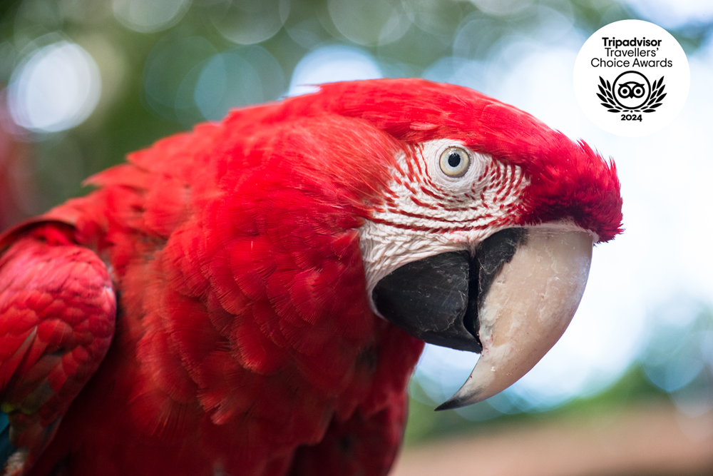 5 motivos para você visitar o Parque das Aves