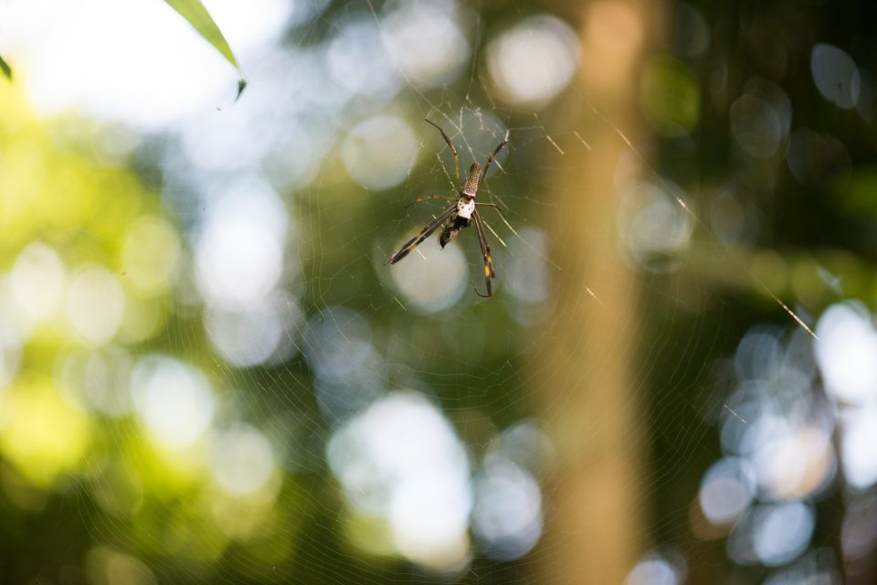 4 animais da Mata Atlântica envolvidos em superstições