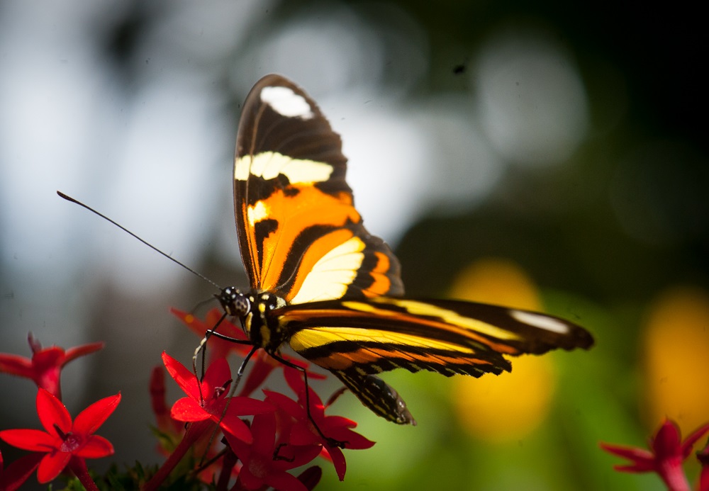 Borboleta, no viveiro borboletas e beija-flores