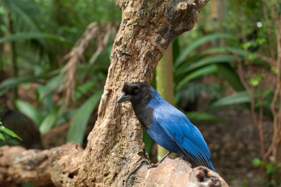 Conheça as aves símbolos dos 17 estados brasileiros da Mata Atlântica