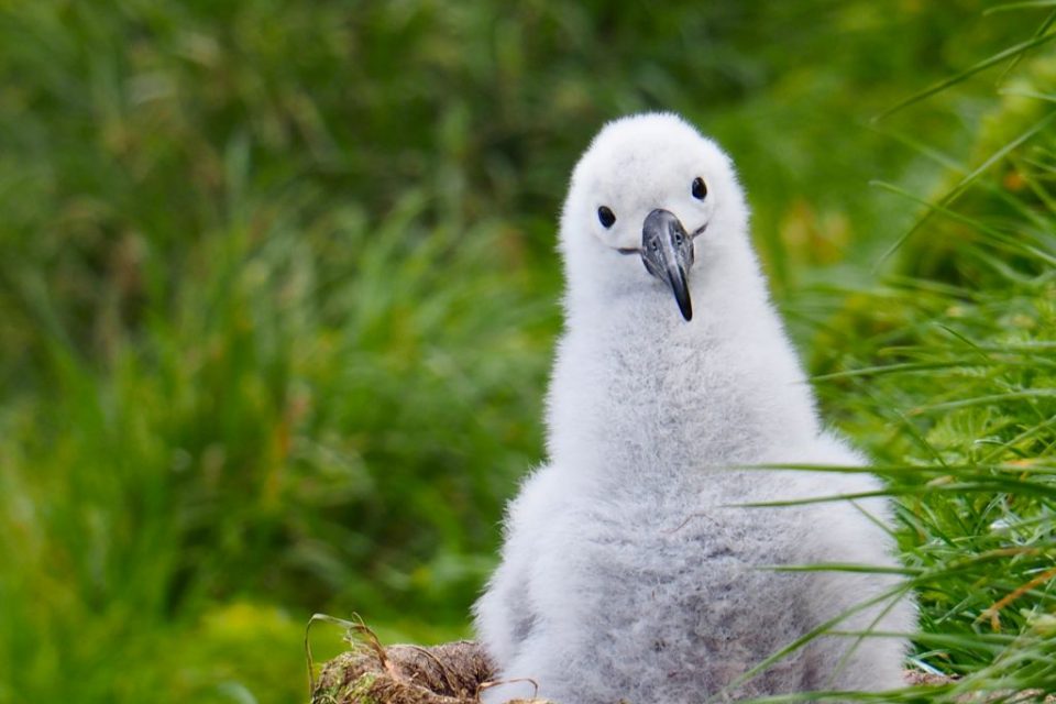 3 dicas para ajudar a proteger as aves marinhas da Mata Atlântica