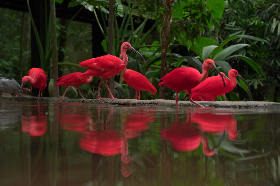 4 motivos para você conhecer Foz do Iguaçu já!