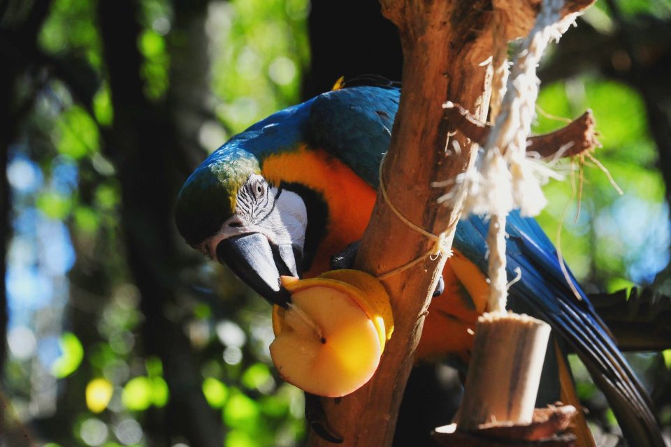 Como enriquecemos a rotina dos animais do Parque das Aves