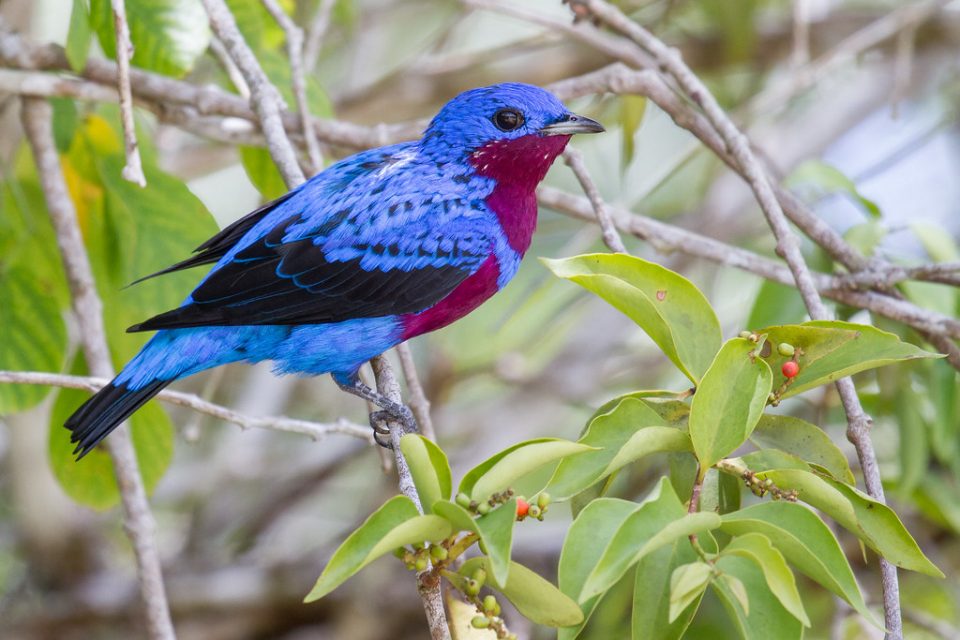 10 aves da Mata Atlântica que você talvez não conheça