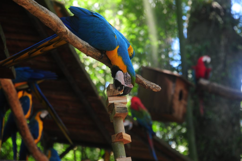 Enriquecimento ambiental no Viveiro das Araras do Parque das Aves