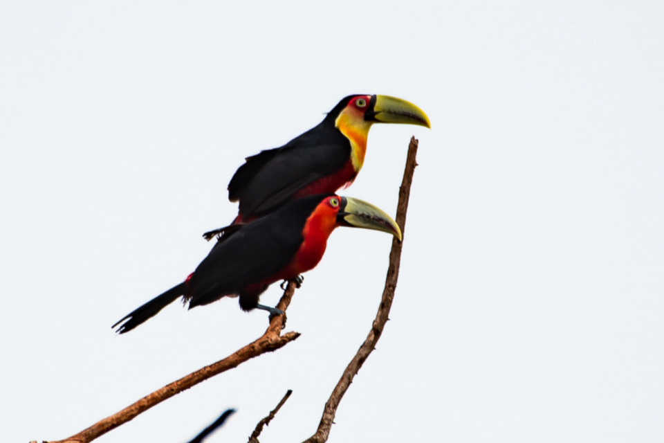 7 mutações genéticas que mudam a cor das aves