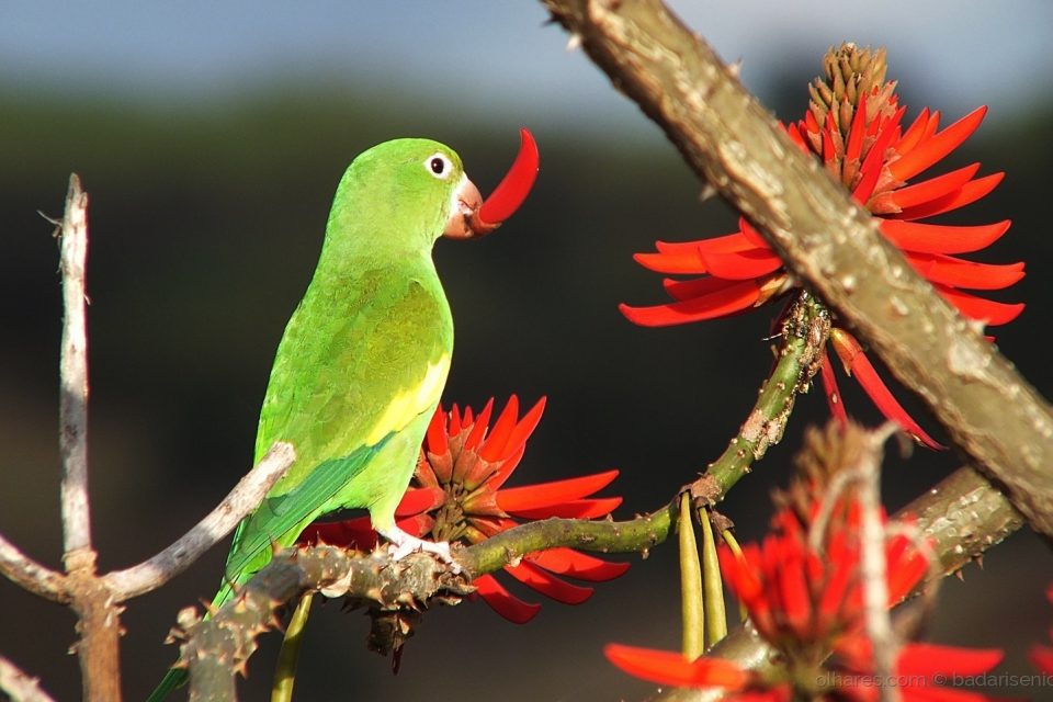 7 plantas medicinais da Mata Atlântica