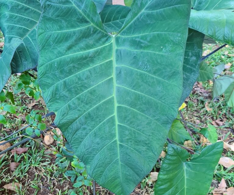 Saiba tudo sobre as PANCs (Plantas Alimentícias Não Convencionais)