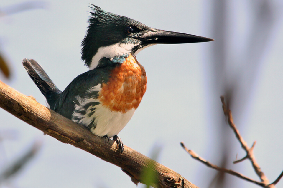 10 aves que você pode ver em Foz do Iguaçu