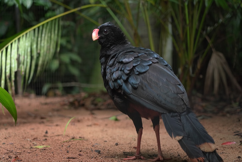 Mutum-de-alagoas, ave preta de bico vermelho, em ambiente natural do Parque das Aves