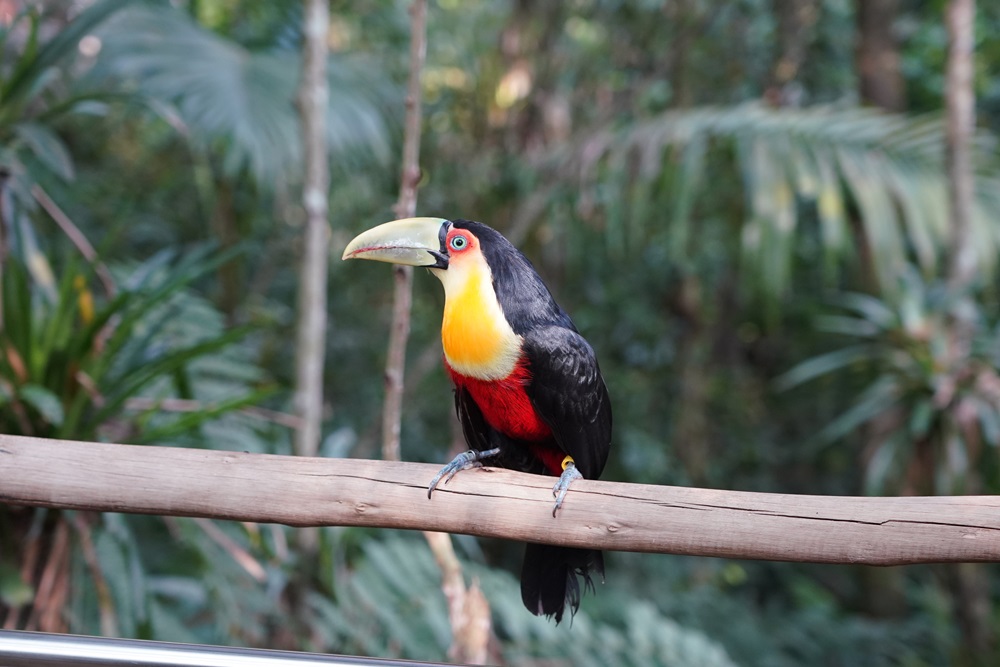 Tucano-de-bico-verde pousado em um galho no meio da vegetação da Mata Atlântica.