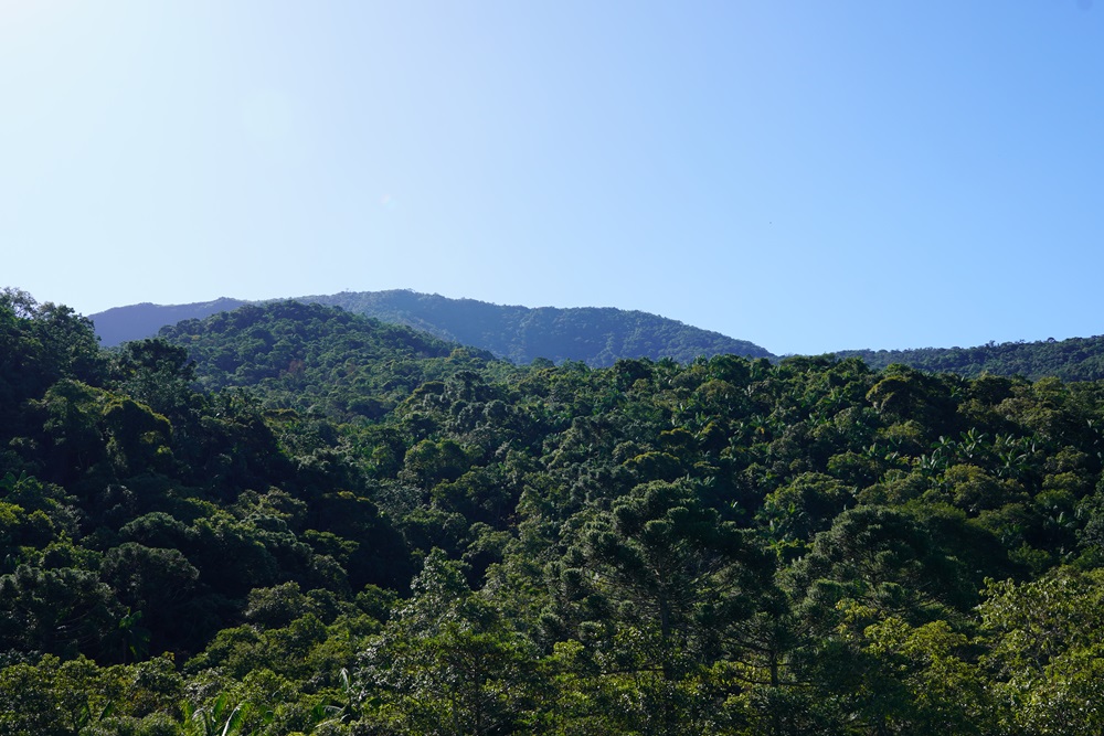 Vista panorâmica da Mata Atlântica com montanhas cobertas por densa vegetação verde sob um céu azul claro.