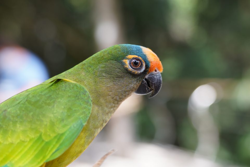 Parque das Aves reabre para visitação no dia 1⁰ de setembro