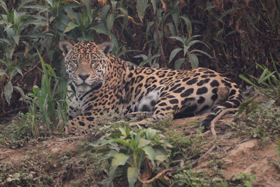 O que está acontecendo no Pantanal e o que precisa acontecer?