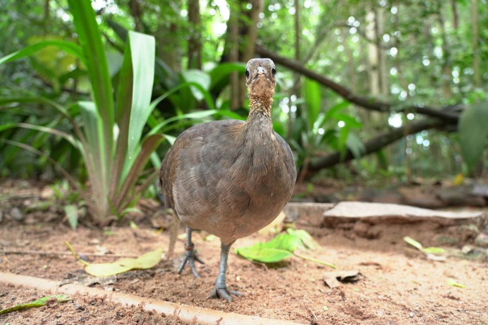 Ações para salvar espécies de aves ameaçadas de extinção