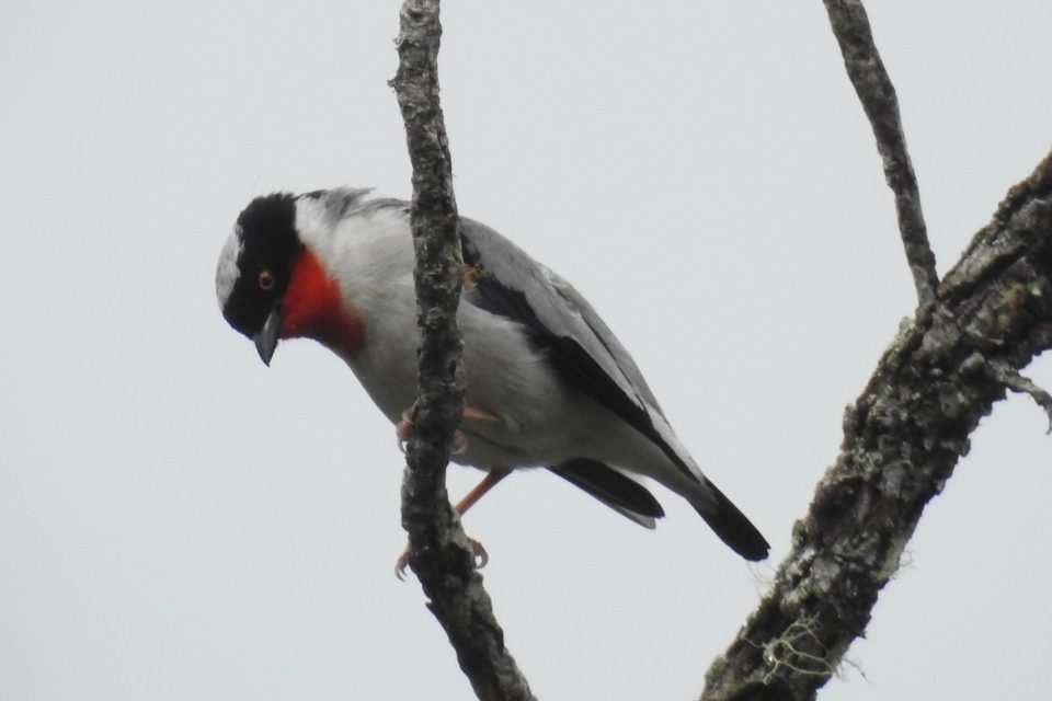 Um ninho muito raro de saíra-apunhalada no Espírito Santo