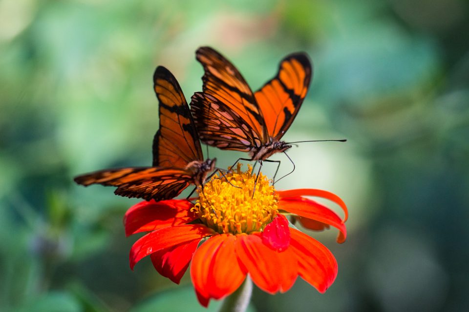 5 plantas que atraem borboletas