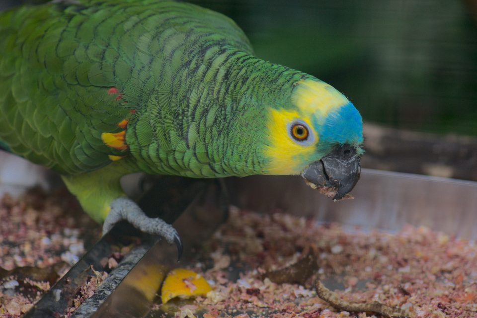 Parque das Aves recebe certificado em bem-estar animal
