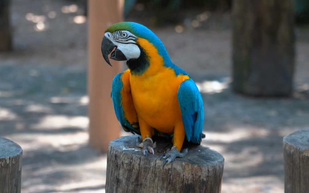 A extraordinária função das penas para as aves