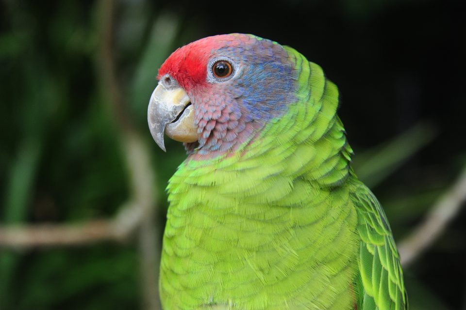 Conheça as 13 espécies de papagaios do Brasil
