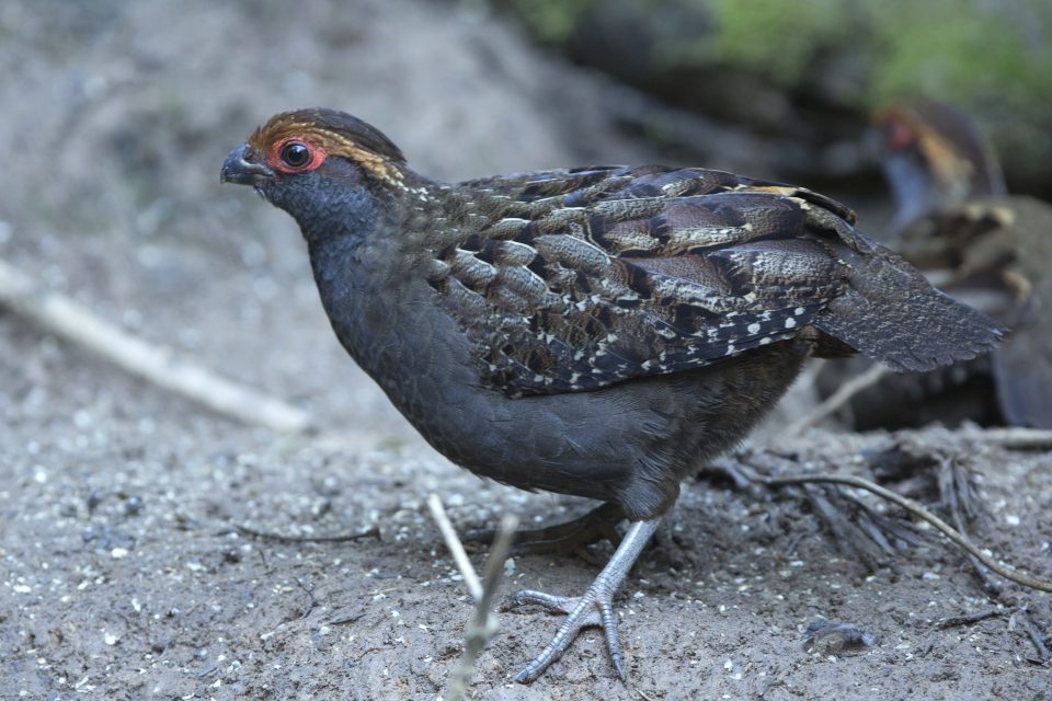 Parque das Aves recebe uma das aves mais raras do país