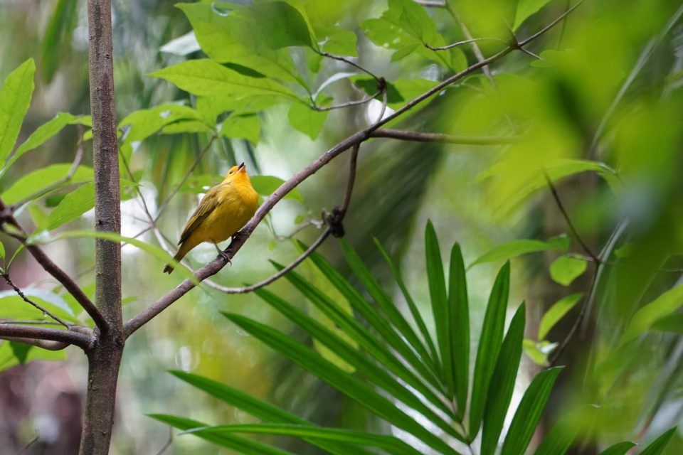 Sustentabilidade todos os dias no Parque das Aves