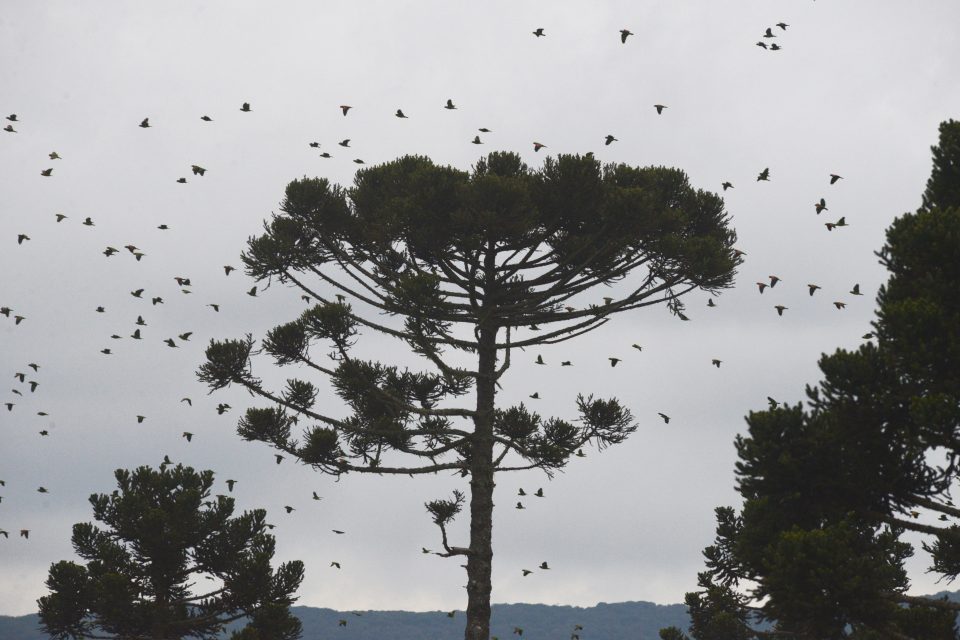 Projeto Charão e Parque das Aves apresentam base de pesquisa no Dia Nacional da Araucária