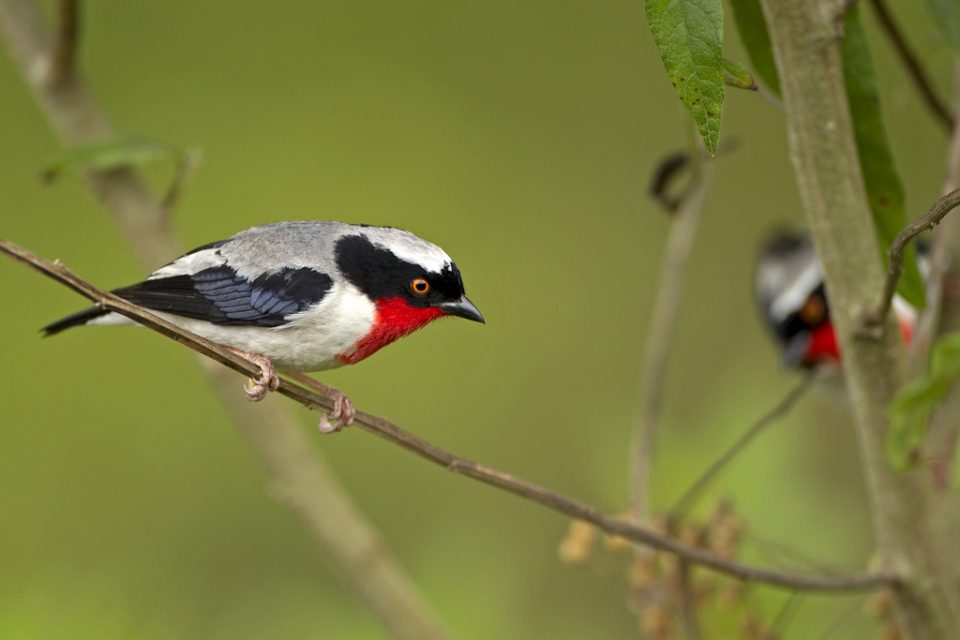 Para salvar espécies, Parque das Aves assina acordo oficial