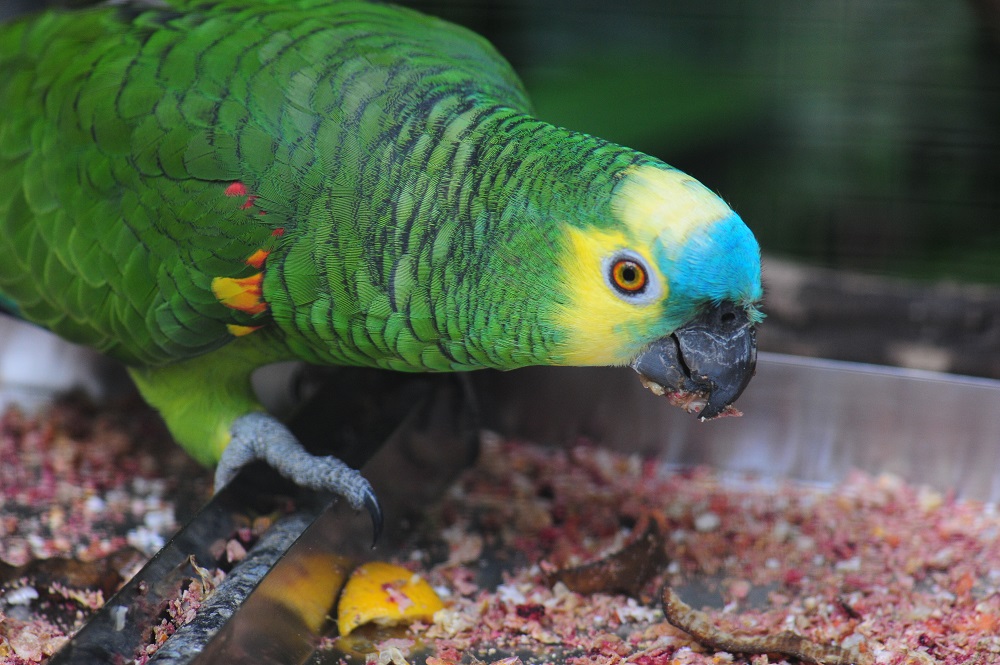 Um papagaio-verdadeiro está em cima de uma bandeja se alimentando com algumas sementes em seu bico.