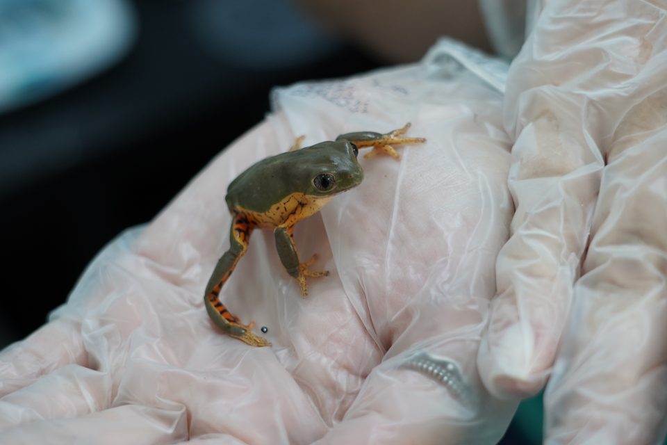 Pererecas ameaçadas de extinção chegam ao Parque das Aves