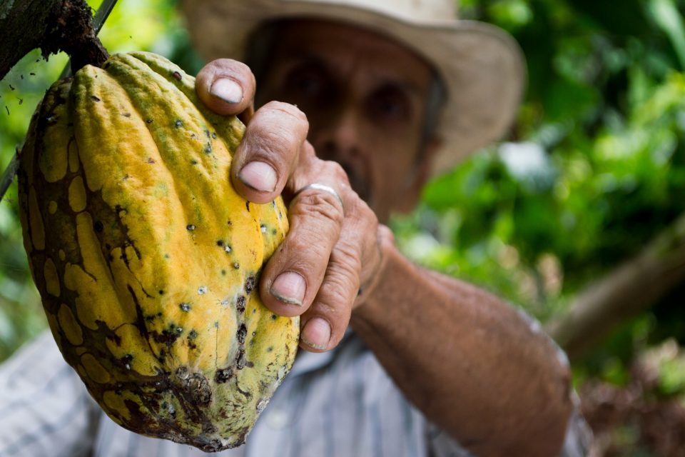 Conheça a cabruca, cultivo de cacau que protege a Mata Atlântica