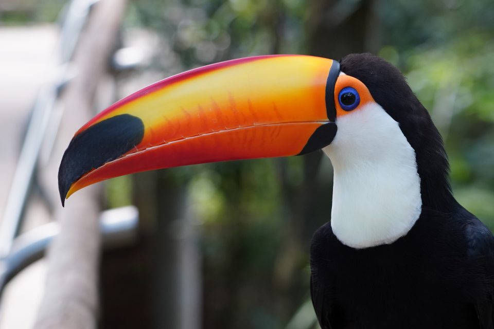 Tucanos: os queridinhos do Parque das Aves
