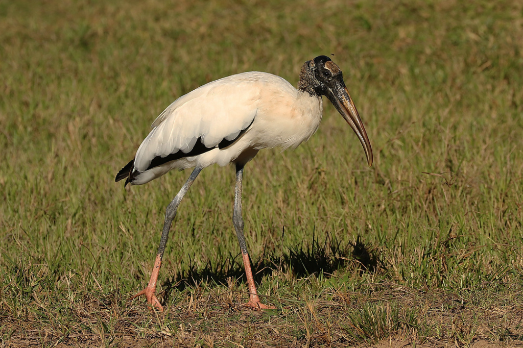 Cabeça-seca / Foto: Leonardo Casadei (WikiAves)