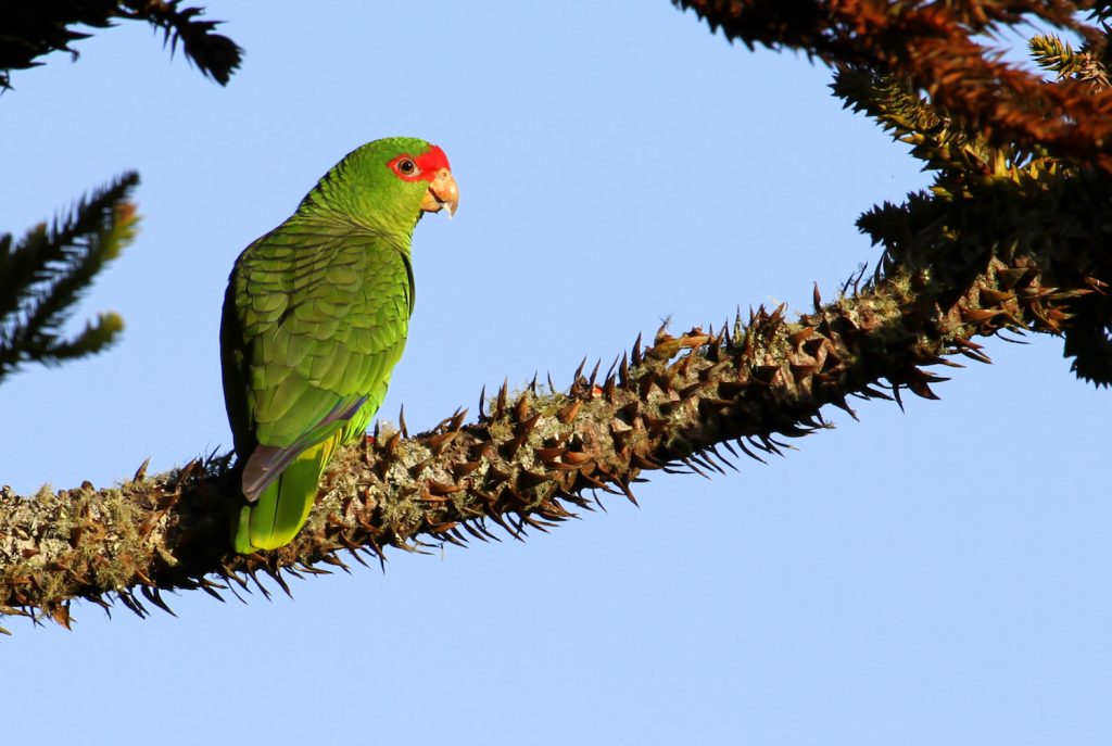 papagaio-charão-em-araucária