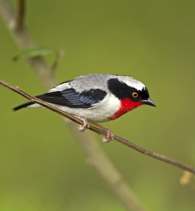 Um tangarazinho (Ilicura militaris) pousado em um galho fino, exibindo sua plumagem branca, preta e vermelha vibrante.