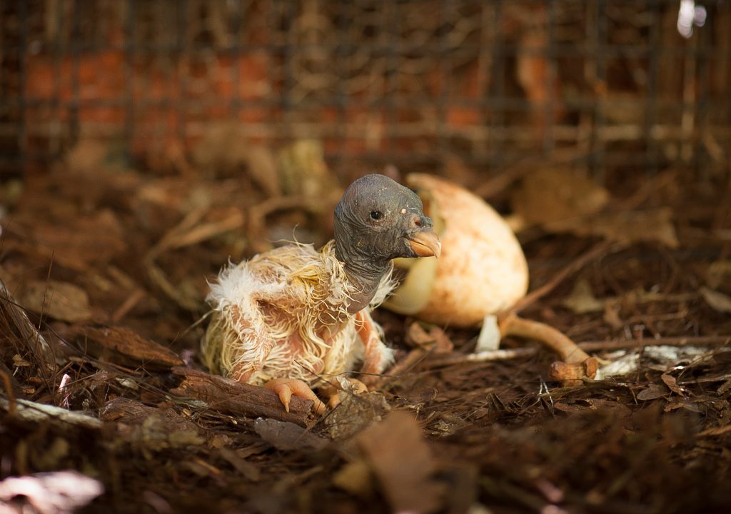 Muitas espécies de aves colocam seus ovos no chão. Então, antes de resgatá-los achando que um ovo caiu do ninho, verifique se eles realmente precisam de ajuda. Foto: Equipe do Parque das Aves.