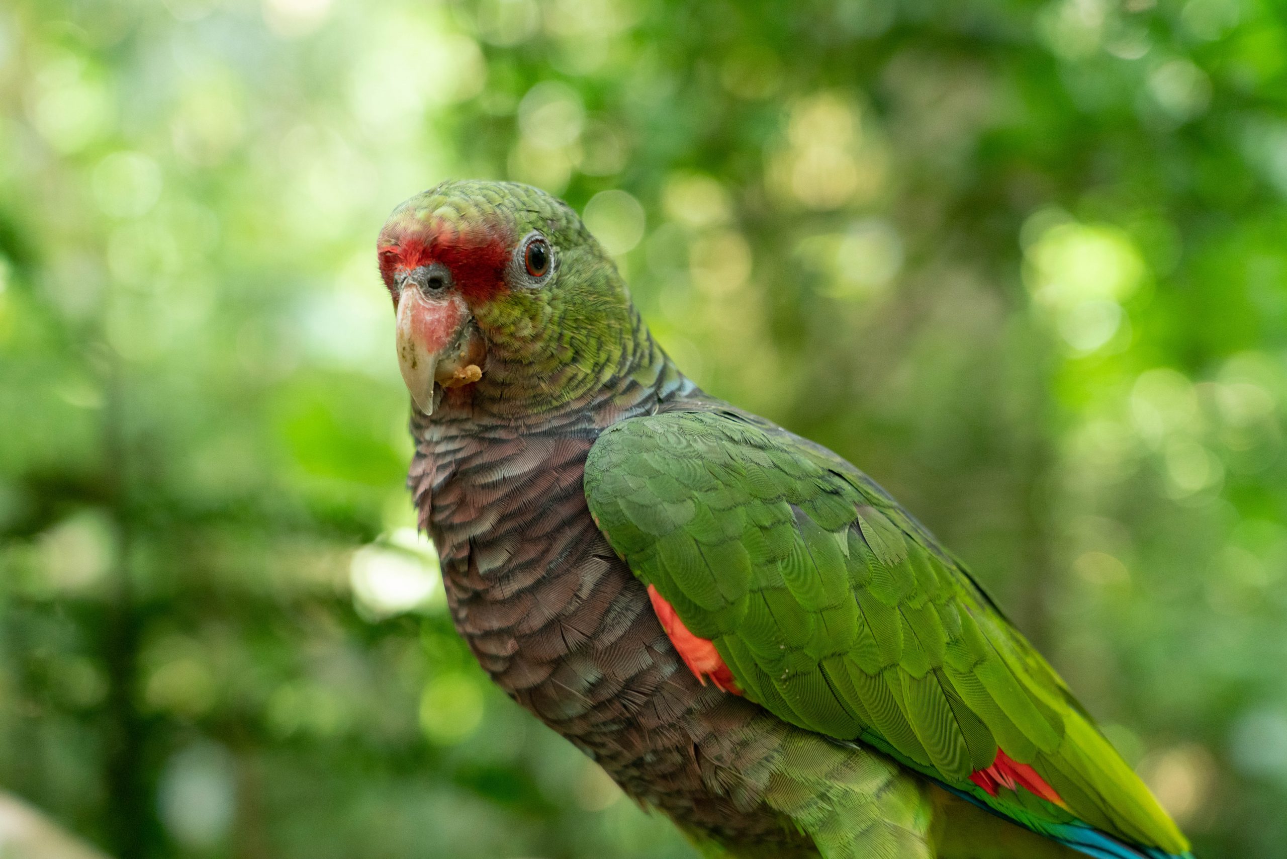Papagaio-de-peito-roxo posado em um galho, exibindo sua plumagem verde, com detalhes vermelhos na cabeça e azul próximo ao bico.