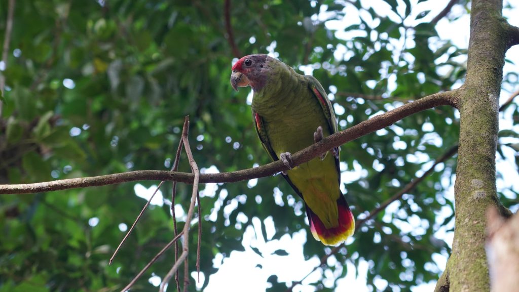 Papagaio-de-cara-roxa em cima de um galho de uma árvore