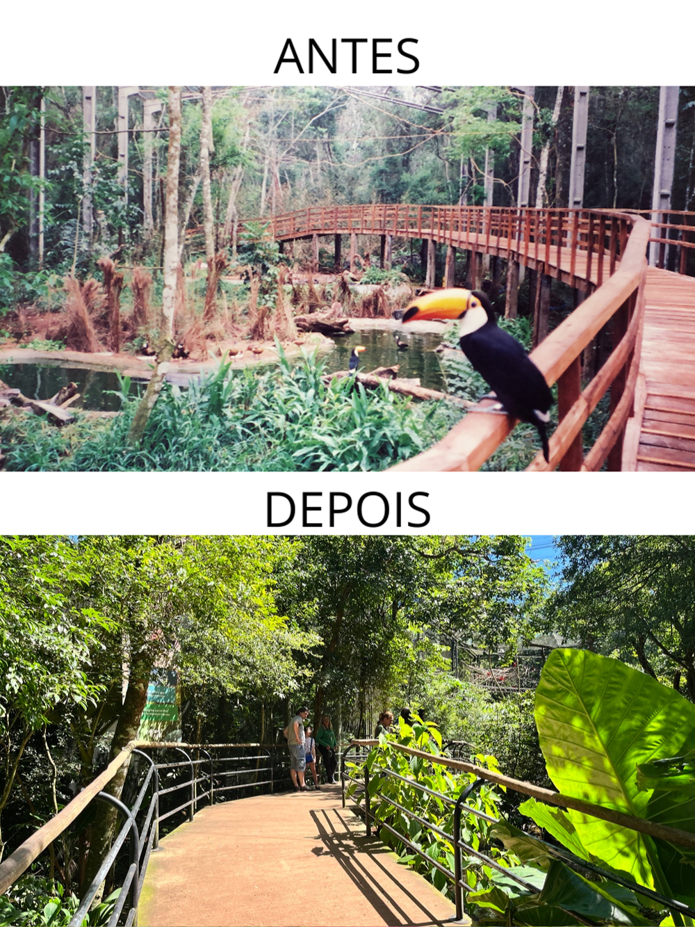 duas imagens da passarela do Viveiro Aves de Rios e Manguezais antes e depois da reforma