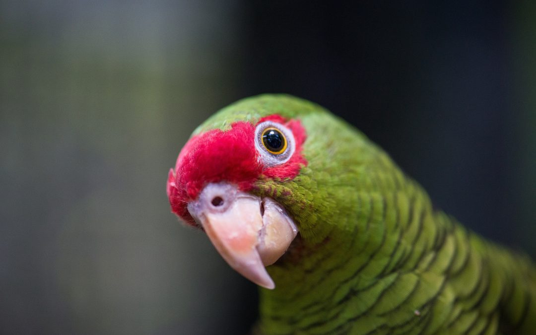 Pequeno, muito social, migrante, exuberante e adora voar: esse é o papagaio-charão