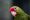 Um papagaio-charão olhando para a câmera