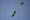 Dois papagaios-charões voando sobre um fundo azul. Um deles está de asas abertas e o outro está com as asas semi-fechadas.