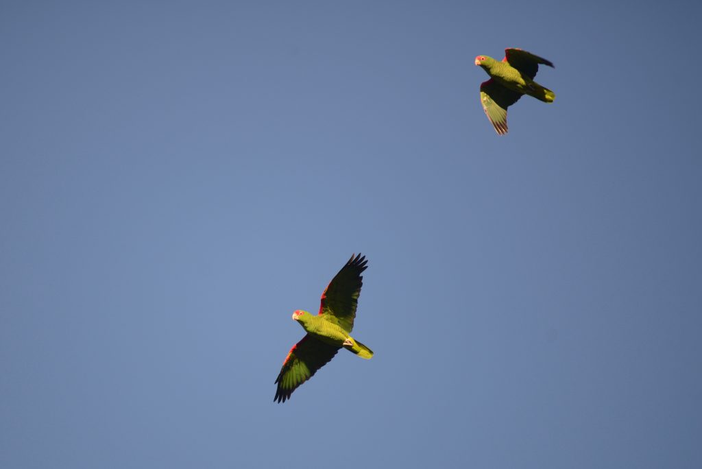Dois papagaios-charões voando sobre um fundo azul. Um deles está de asas abertas e o outro está com as asas semi-fechadas.