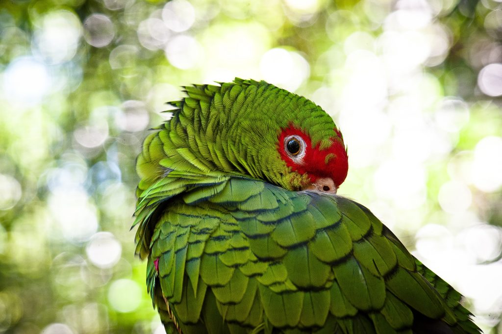 Papagaio-charão de costas e com o pescoço virado, olhando de lado em direção à câmera.