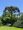 A foto mostra uma araucária em meio a arbustos e árvores, com seus galhos curvados para cima e sua copa em formato de cálice. O céu está azul e sem nuvens.