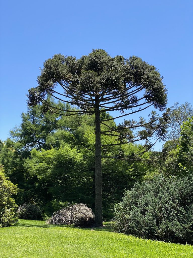 A foto mostra uma araucária em meio a arbustos e árvores, com seus galhos curvados para cima e sua copa em formato de cálice. O céu está azul e sem nuvens.